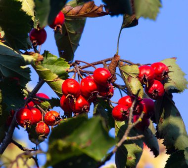 Olgun meyveleriyle Hawthorn dalı. Hawthorn meyveleri yazın sonunda olgunlaşır. Kan basıncını düşürmek için ilaç olarak kullanılır..