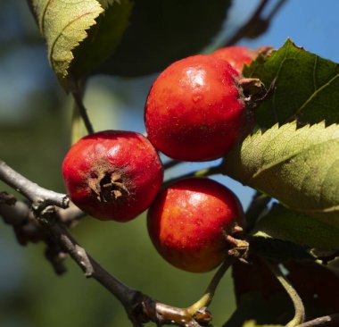 Olgun meyveleriyle Hawthorn dalı. Hawthorn meyveleri yazın sonunda olgunlaşır. Kan basıncını düşürmek için ilaç olarak kullanılır..