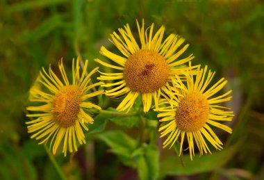 Tıbbi bitki elektroampanı. Asteraceae familyasının daimi bitki cinsine aittir. Avrupa, Asya ve Afrika 'da yetişir. Mide iltihabı, mide ülseri, pulmoner tüberküloz, guatr, sinir ve kalp hastalıkları için kullanılır..