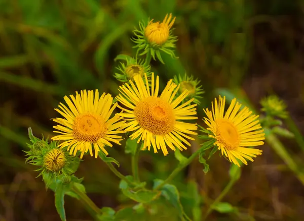 Tıbbi bitki elektroampanı. Asteraceae familyasının daimi bitki cinsine aittir. Avrupa, Asya ve Afrika 'da yetişir. Mide iltihabı, mide ülseri, pulmoner tüberküloz, guatr, sinir ve kalp hastalıkları için kullanılır..