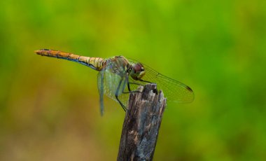 A dragonfly sits on a dried plant. A dragonfly sits on a dried plant Dragonflies (Odonata_L) are a detachment of ancient flying insect predators. They feed on insects, in particular bees, caught in flight. clipart