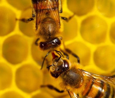 İletişim bal arıları. Arılar bilgiyi paylaşır. Güzel ve orijinal bir hikaye..