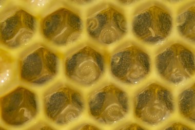 Gelecekteki bal arılarının yumurtaları ve larvaları. Bunlar bal arısı gelişiminin üst üste iki aşaması..