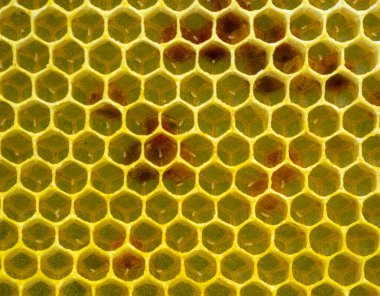 Kraliçe arı bal peteğine yumurta bıraktı. Larvaları böceklere dönüştürmek için bal petekleri balmumu kapaklarla kaplanacak..