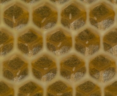 Kraliçe arı bal peteğine yumurta bıraktı. Larvaları böceklere dönüştürmek için bal petekleri balmumu kapaklarla kaplanacak..