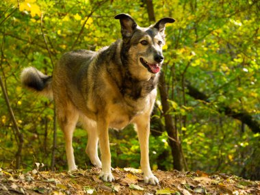  Bir ağacın kalıntılarından çıkan göl canavarı. Orman köpekleri gezdirmek için harika bir yer..