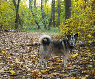  Bir ağacın kalıntılarından çıkan göl canavarı. Orman köpekleri gezdirmek için harika bir yer..