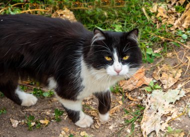 Sarı gözlü güzel bir kedi. Kedi fotoğrafçıya dikkatle bakar..
