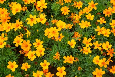  Sonbahar kadife çiçeklerinin arka planı. Kadife çiçekleri sarı renkleriyle Altın Sonbahar aralığını tamamlar.