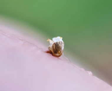 Arının insan vücudundaki iğnesi hareket eder ve şişeden zehri salar.