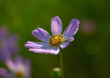 Fotoğraf, akşam güneşinin ılık ışınlarında çekildi..
