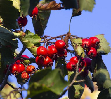 Olgun meyveleriyle Hawthorn dalı. Hawthorn meyveleri yazın sonunda olgunlaşır. Kan basıncını düşürmek için ilaç olarak kullanılır..