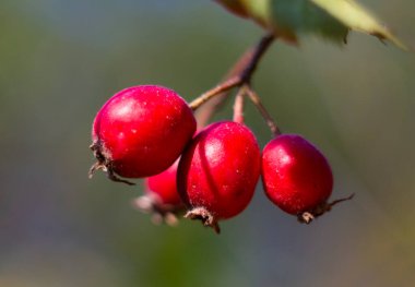 Olgun meyveleriyle Hawthorn dalı. Hawthorn meyveleri yazın sonunda olgunlaşır. Kan basıncını düşürmek için ilaç olarak kullanılır..