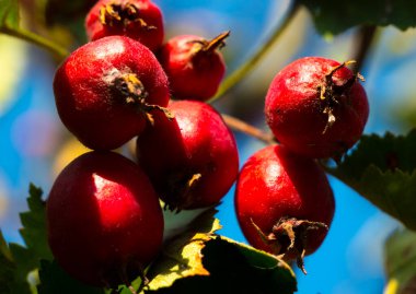 Olgun meyveleriyle Hawthorn dalı. Hawthorn meyveleri yazın sonunda olgunlaşır. Kan basıncını düşürmek için ilaç olarak kullanılır..
