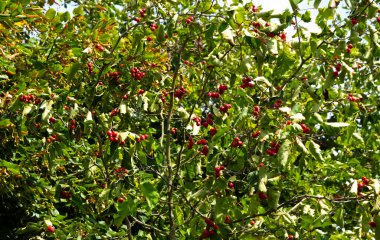 Meyveli dikenli çalılar. Hawthorn meyveleri yazın sonunda olgunlaşır. Kan basıncını düşürmek için ilaç olarak kullanılır..