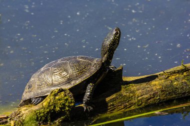  Bataklık kaplumbağası. Emys orbicularis L.Swamp kaplumbağası yırtıcıdır. Hayvansal gıdayı tercih ederler: böcekler, kabuklular, yumuşakçalar, iribaşlar, kurbağalar, balıklar.. 