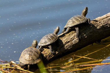  Bataklık kaplumbağası. Emys orbicularis L.Swamp kaplumbağası yırtıcıdır. Hayvansal gıdayı tercih ederler: böcekler, kabuklular, yumuşakçalar, iribaşlar, kurbağalar, balıklar.. 