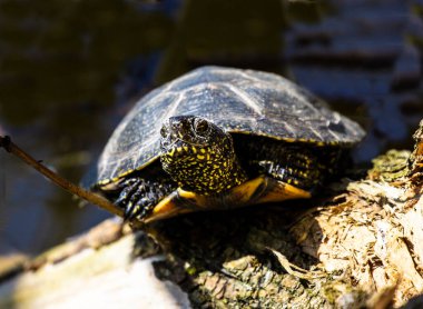  Bataklık kaplumbağası. Emys orbicularis L.Swamp kaplumbağası yırtıcıdır. Hayvansal gıdayı tercih ederler: böcekler, kabuklular, yumuşakçalar, iribaşlar, kurbağalar, balıklar.. 