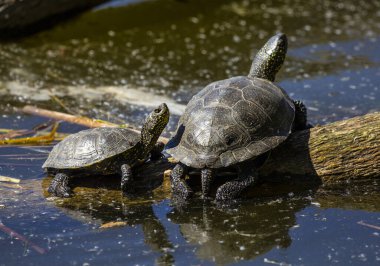  Bataklık kaplumbağası. Emys orbicularis L.Swamp kaplumbağası yırtıcıdır. Hayvansal gıdayı tercih ederler: böcekler, kabuklular, yumuşakçalar, iribaşlar, kurbağalar, balıklar.. 