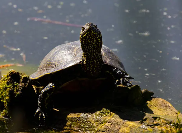  Bataklık kaplumbağası. Emys orbicularis L.Swamp kaplumbağası yırtıcıdır. Hayvansal gıdayı tercih ederler: böcekler, kabuklular, yumuşakçalar, iribaşlar, kurbağalar, balıklar.. 