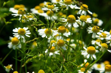  Tıbbî papatya çayı, Matricaria papatyası. Bunlar tıbbi bitkiler. Alternatif tıpta kullanılıyor.. 