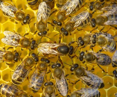 Kraliçe arı bal peteğine yumurta bırakıyor. Kraliçe Arı her zaman hizmetçisiyle çalışır..