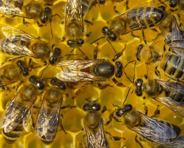 Kraliçe arı endişeli hissediyor. Bal peteği çerçevesinin kenarında hareket ediyor, karşı tarafına geçmek niyetinde..