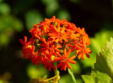 Silene chalcedonica, Lychnis chalcedonica. Obsolete name - common dawn. clipart