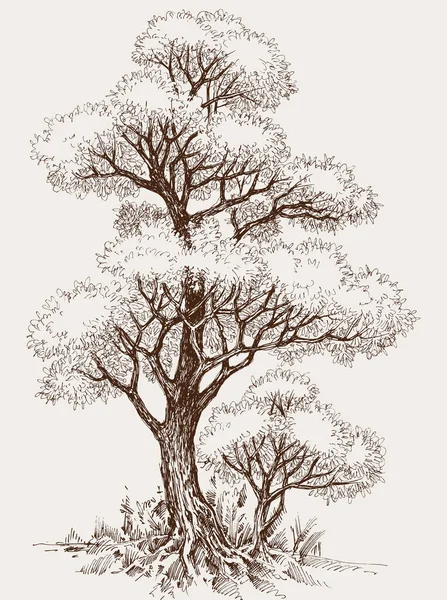 Tall Oak Tree Sapling Hand Drawn Vector Illustration — Stock Vector