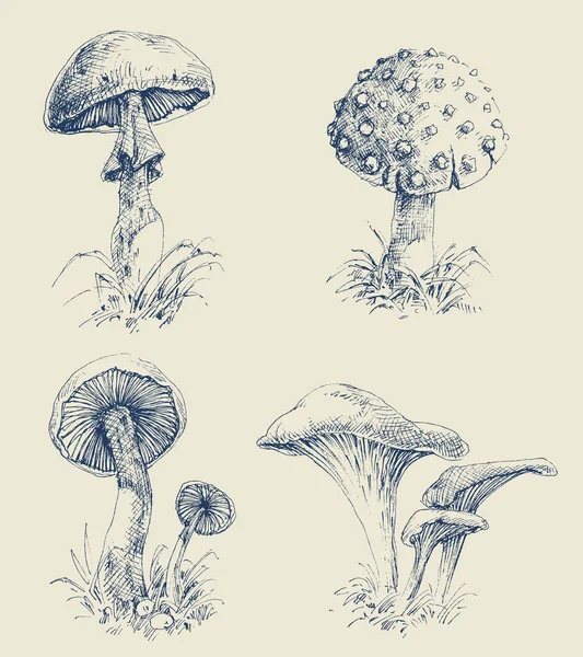Mushrooms Set Hand Drawings Various Edible Mushrooms Design — Vettoriale Stock