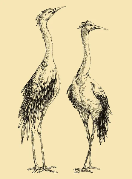 Crane Πουλιά Διάνυσμα Μολύβι Χέρι Σχέδιο — Διανυσματικό Αρχείο