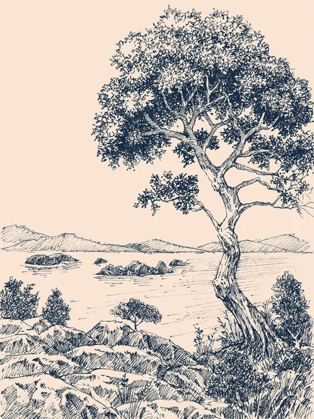 Olivo Orilla Del Mar Dibujo Vectorial Paisaje Mediterráneo — Archivo Imágenes Vectoriales