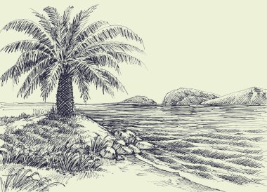 Palm tree on sea shore vector hand drawing