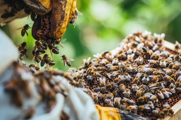 Κλείσιμο Των Μελισσών Που Προσγειώνονται Μελισσοκόμους Αποτελεί Απόδειξη Της Εμπιστοσύνης Φωτογραφία Αρχείου