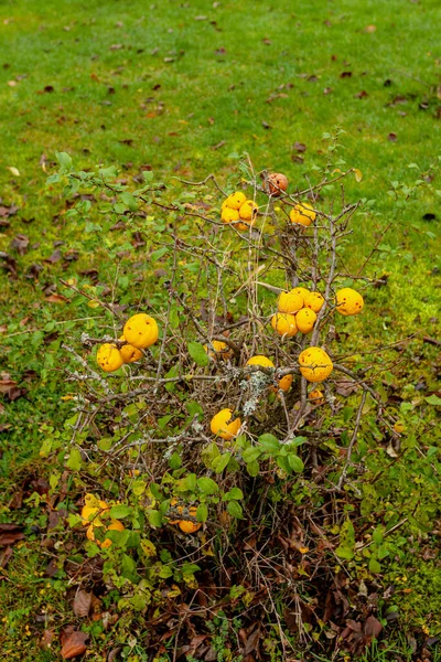 Kleiner Zierapfelbaum Mit Gelben Fruechten — Stock Photo, Image