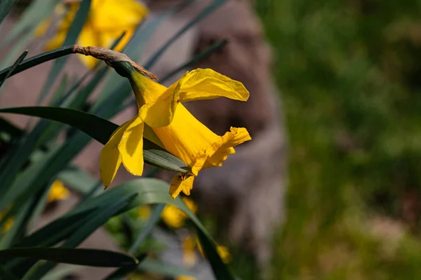Bluete Der Gelben Narzisse Abril — Fotografia de Stock
