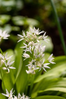 Blueten des Baerlauchs, auch wilder Knoblauch genannt