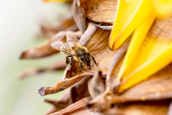 Biene Saugt Den Fruchtsaft Der Riesigen Musalla Bluete Auf — 图库照片