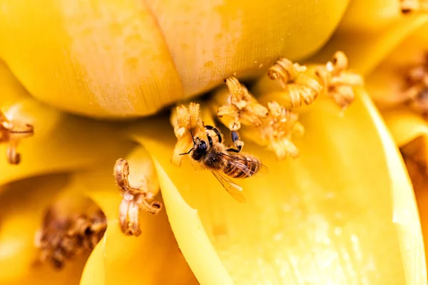Bienen Sind Frisige Sammlerinnen Und Saetndig Unterwegs — ストック写真