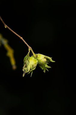 Hazelnuesse werden rahibe auch Reif
