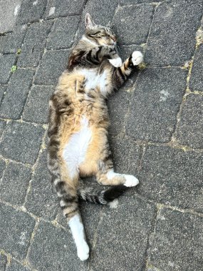 Bobby do do bei der Hitze im Schatten vor sich hin