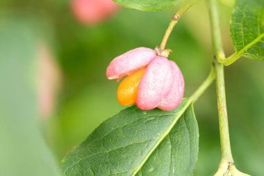 Das Pfaffenhuetchen ist die sehr giftige Frucht des gemeinen Spindelstrauches