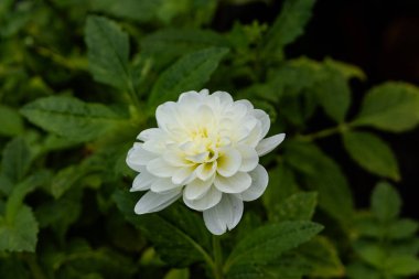 Zum Glueck fuer die Dahlie hatte es noch keinen Nachtfrost