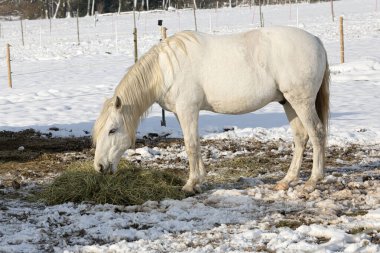 Sonne und Schnee machen diesem Pferd keine Probleme