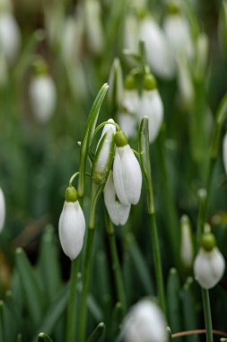 Viel Regen und Kaelte verhindern, dass die regennassen Schneegloeckchen ihre Blueten oeffnen