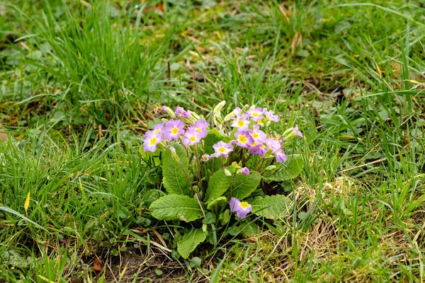 Einer Kuhweide 'de. Bluehende Primeln