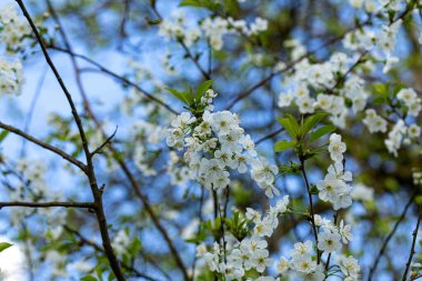 Bluten der Skirsche unter blauem Himmel