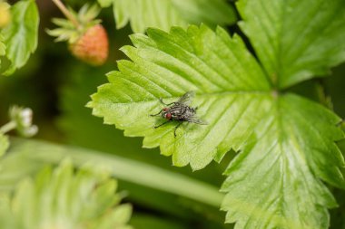 Graue Fleischfliegen interessieren sich kaum fuer frische Erdbeeren