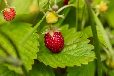 Reife Wilderdbeeren in Garten gefunden