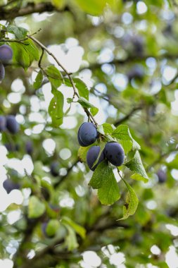 Reife Zwetschgen am Baum, viel Obst fuer die Kueche